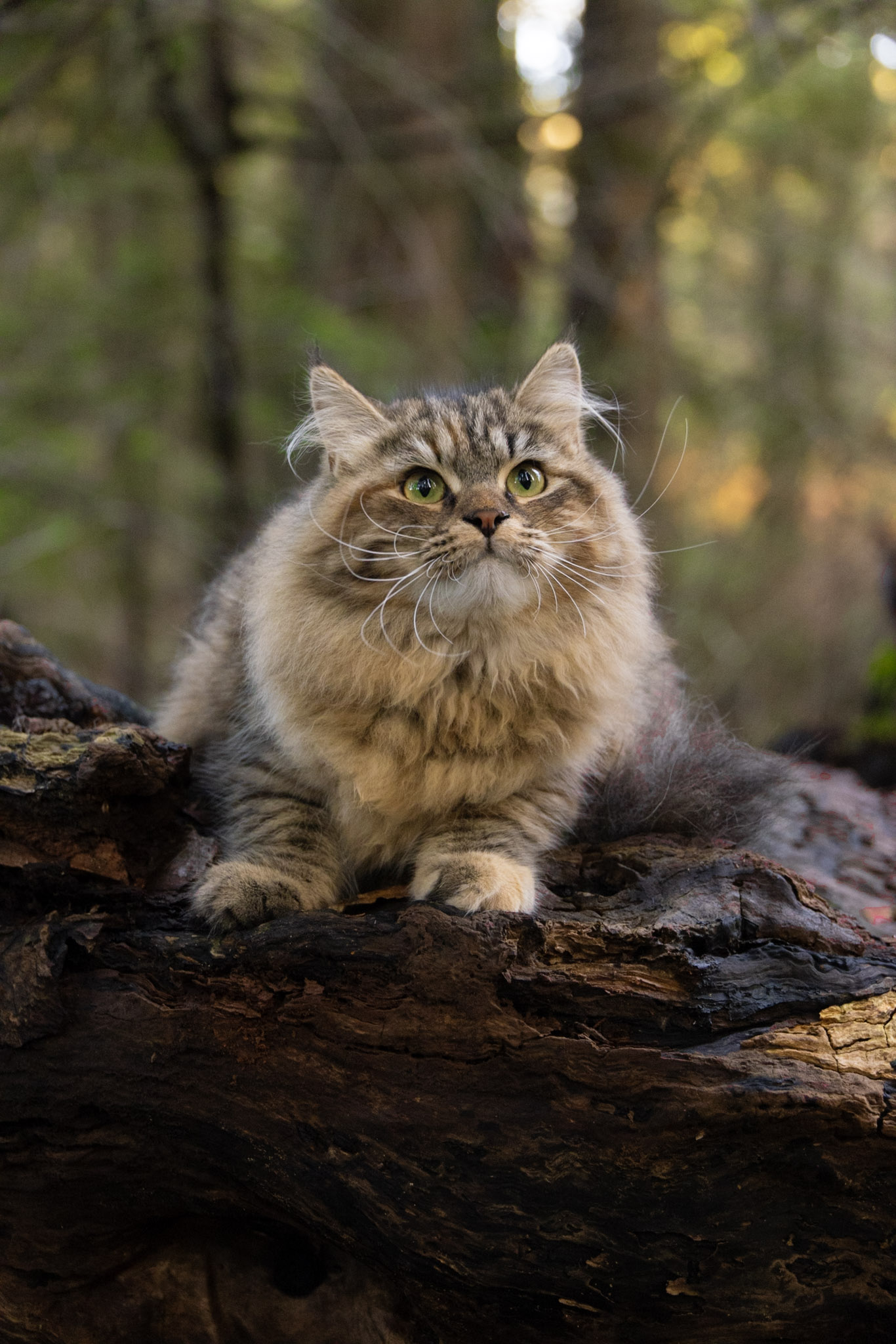 Golden Lion Siberian cat in a warm home setting